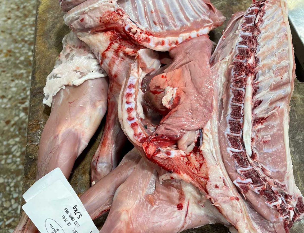 cabrito